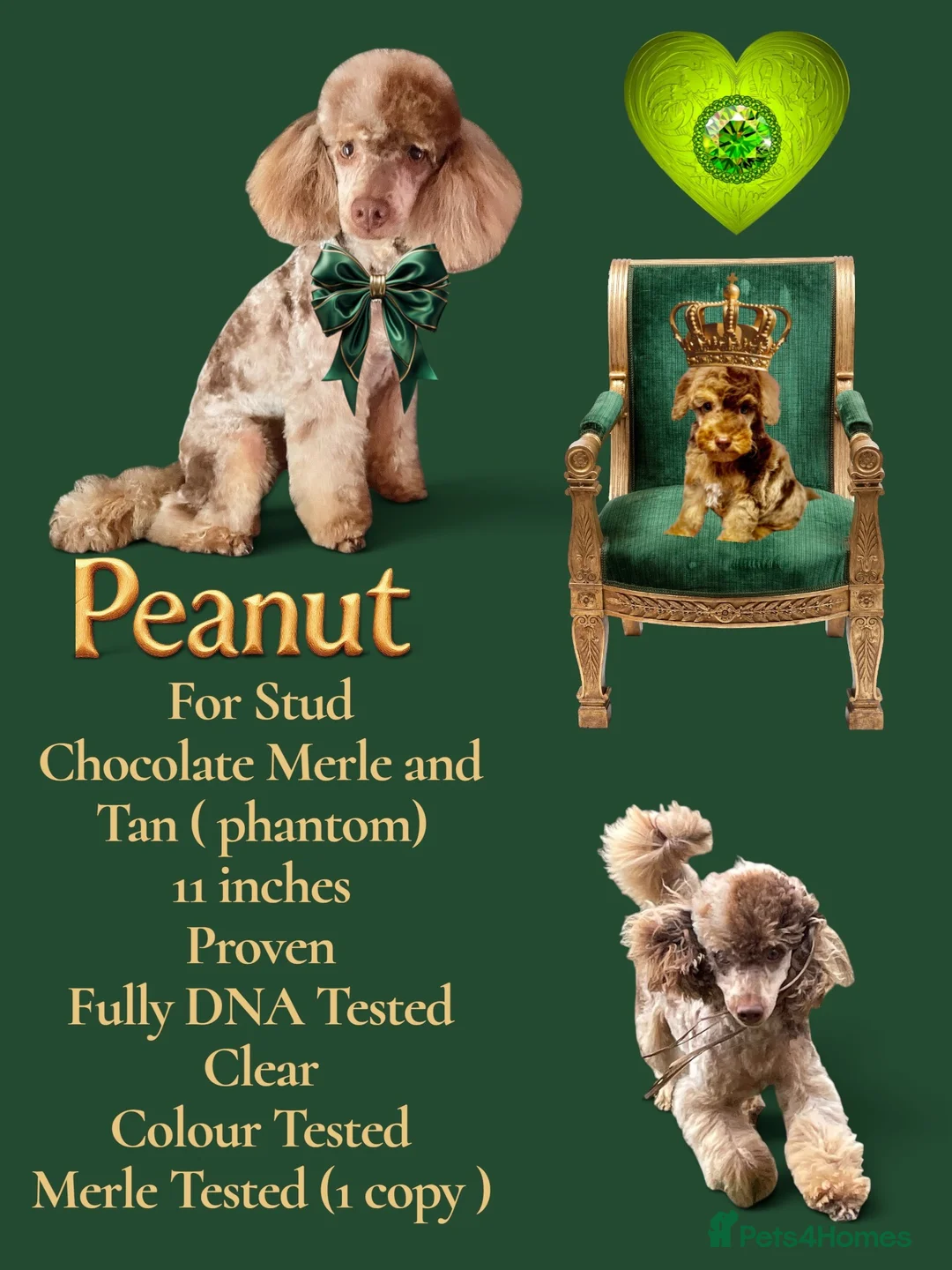 Toy Poodle dogs for stud: FOR STUD PEANUT  - Advert 1