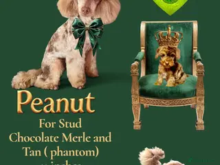 Toy Poodle dogs FOR STUD PEANUT - Advert 1