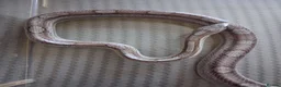 Corn Snake reptiles for sale: Various corn snakes for sale, Snow Tessera & more - Advert 18