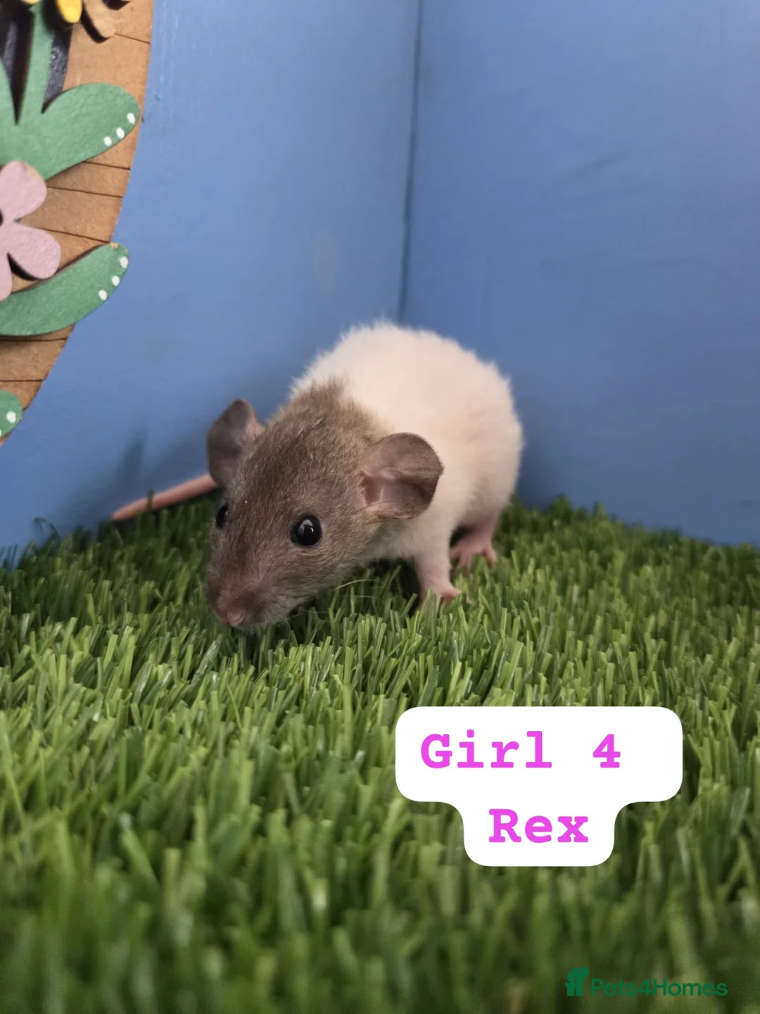 Rat rodents for sale: Dwarf Baby Rats Male Female Girls Boys  - Advert 8