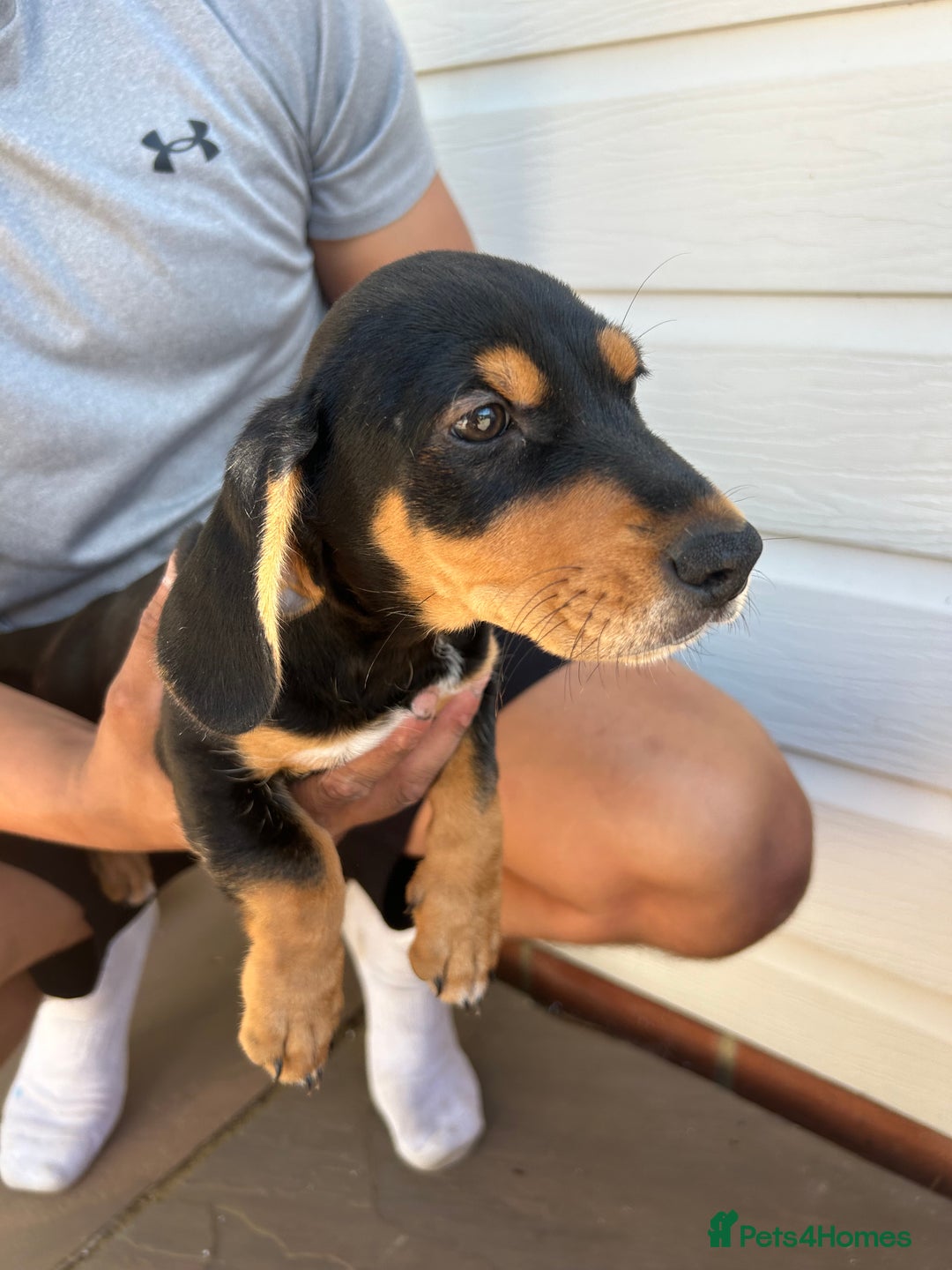 Mixed Breed dogs for sale: Dachunds cross jack Russell  - Image 6