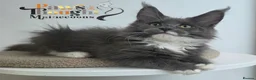 Maine Coon cats for sale: Top quality Mainecoon girls..Tica reg  - Advert 25