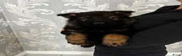 German Shepherd dogs for sale: KC Czech working line German shepherd puppies  - Advert 37