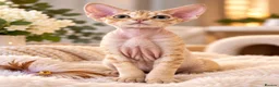 Devon Rex cats for sale: Stunning Devon Rex Girl Fully Vaccinated Ready Now - Advert 5