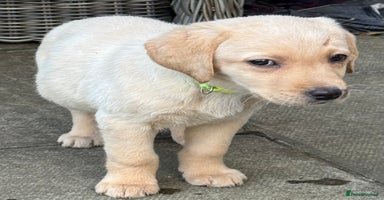 Labrador Retriever dogs - Advert 9