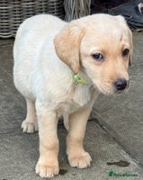 Labrador Retriever dogs - Advert 9