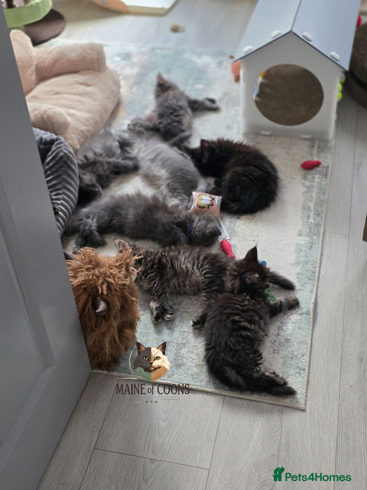 Maine Coon cats Maine coon kittens - Advert 1
