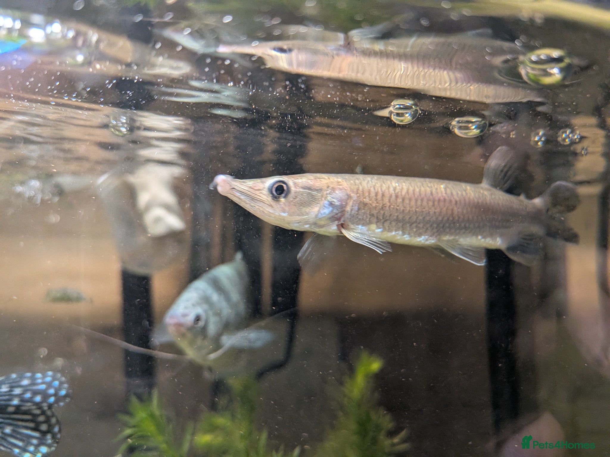 Other/Mixed Breed fish Tropical fish  - Advert 1