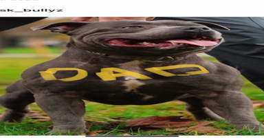 Staffordshire Bull Terrier dogs - Advert 15