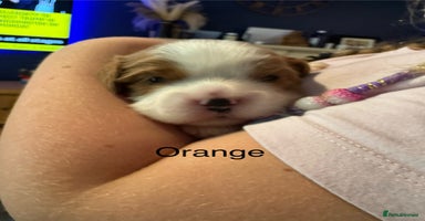 Cavalier King Charles Spaniel dogs - Advert 15