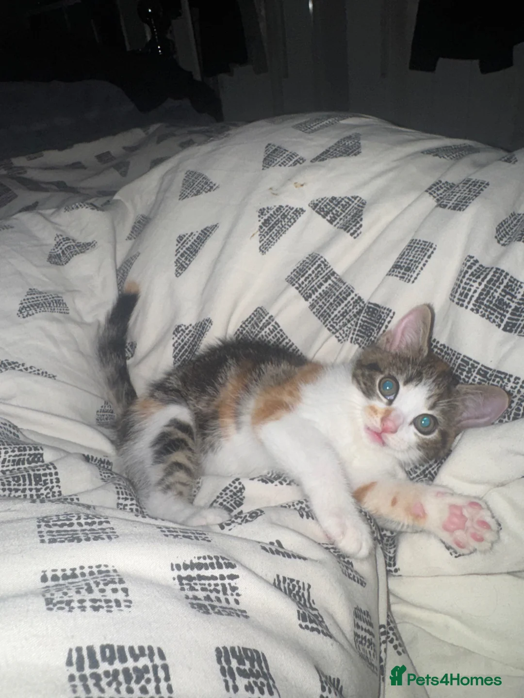 Mixed Breed cats for sale: Female kitten  - Advert 3
