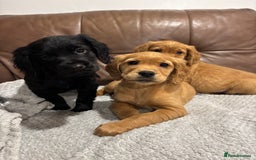 Cocker Spaniel dogs for sale: RED & BLACK COCKER SPANIEL PUPPIES READY NOW 🐶🧡  - Image 10