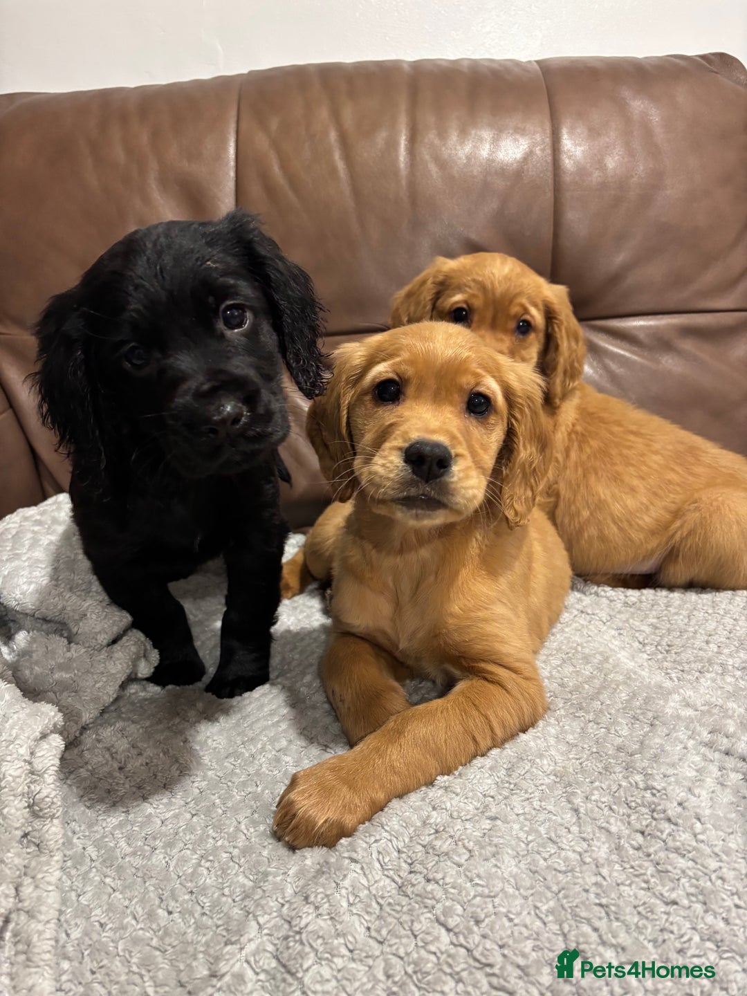Cocker Spaniel dogs for sale: RED & BLACK COCKER SPANIEL PUPPIES READY NOW 🐶🧡  - Image 10