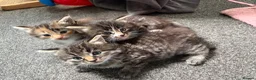 Mixed Breed cats for sale: Gorgeous longhaired tabby ginger kittens - Advert 5