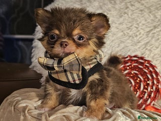 Chihuahua dogs Xx gorgeous chocolate longcoat chihuahua puppy Xx - Advert 11