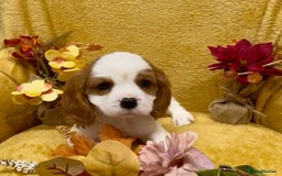 Cavalier King Charles Spaniel dogs for sale: 🐾Beautiful cavalier king Charles🐾  - Image 4