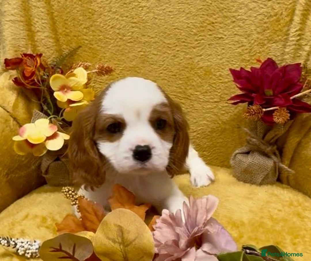 Cavalier King Charles Spaniel dogs for sale: 🐾Beautiful cavalier king Charles🐾  - Image 4