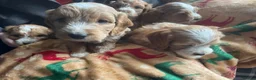 Cockapoo dogs for sale: Beautiful cockapoo puppies for sale  - Advert 8
