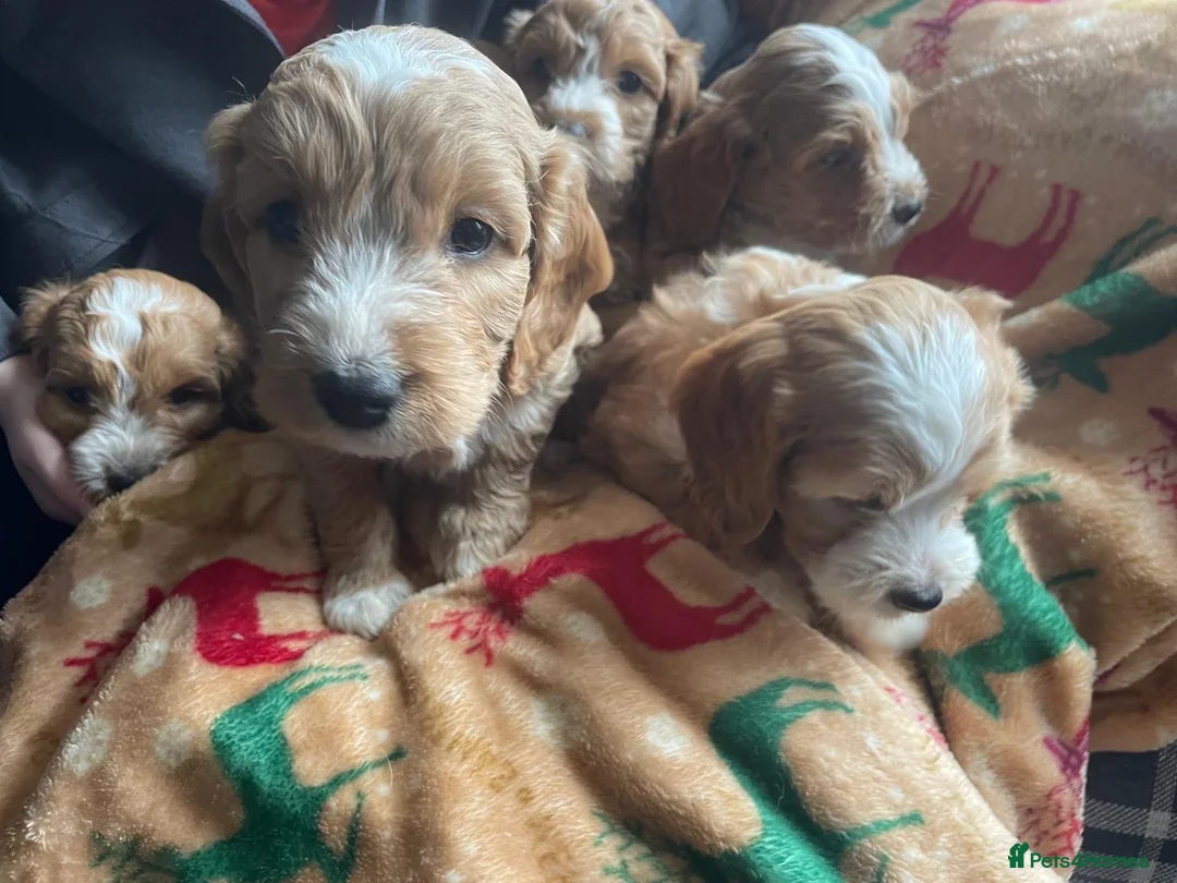 Cockapoo dogs for sale: Beautiful cockapoo puppies for sale  - Advert 8