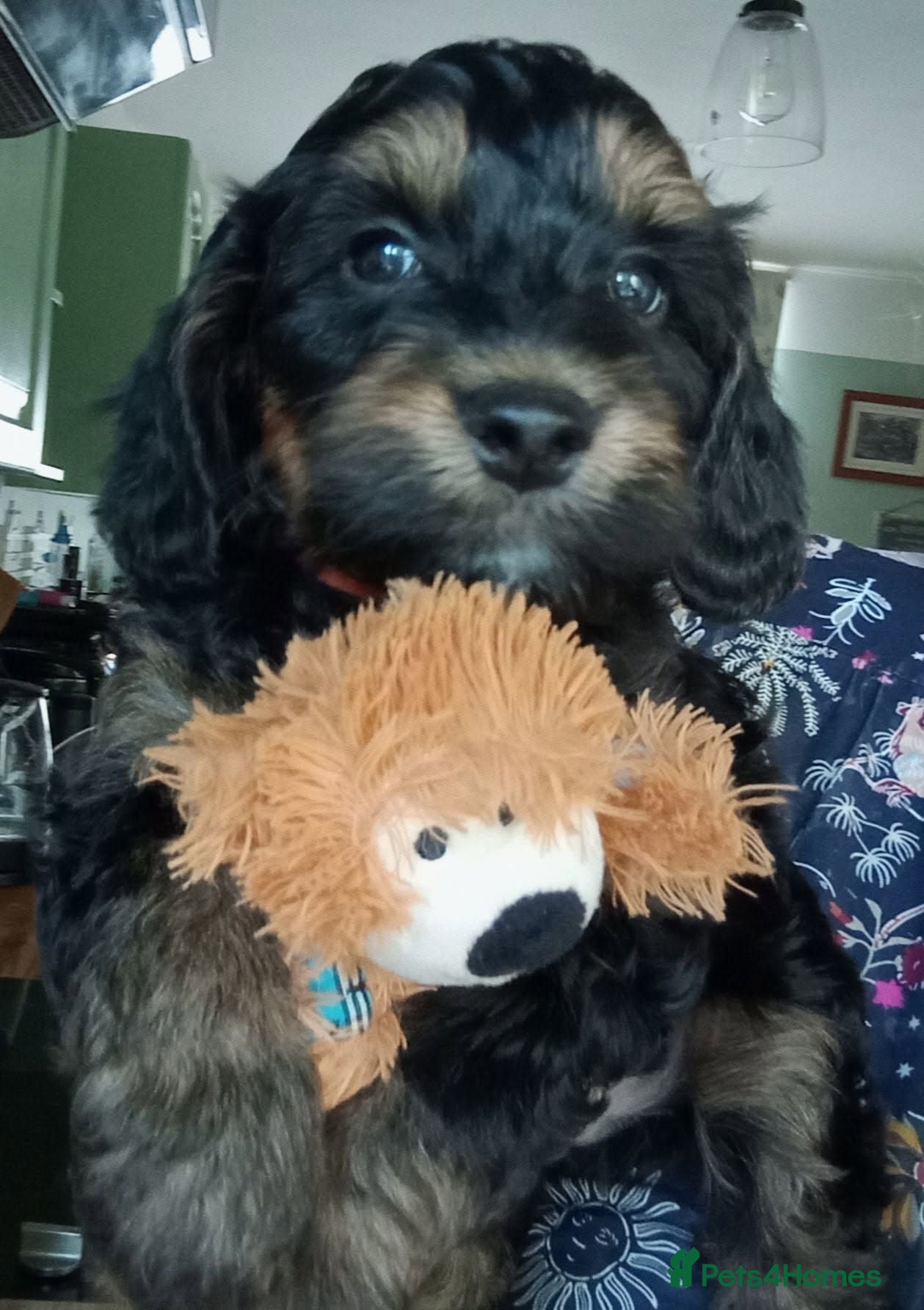 Cockapoo dogs Last Stunning F1 Male Cockapoo Remain Out Of 5. - Advert 1