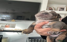 English Bulldog dogs for sale: Beautiful Olde English bulldogs  - Image 6