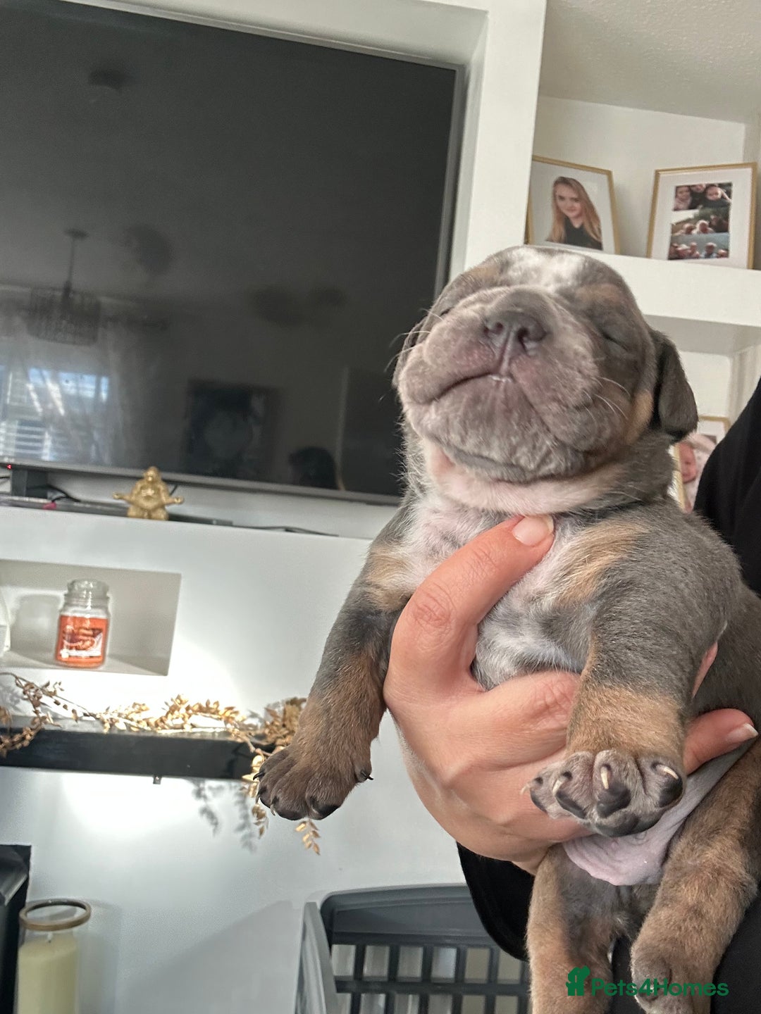 English Bulldog dogs for sale: Beautiful Olde English bulldogs  - Image 6