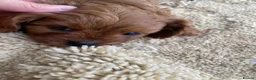 Cavapoo dogs for sale: Red Cavapoo babies - Advert 21