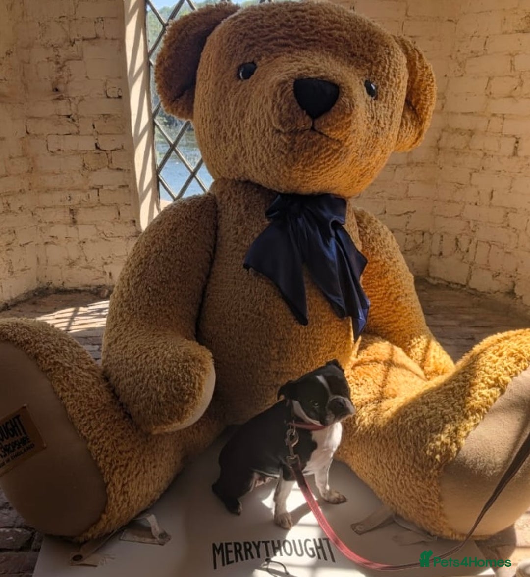 Boston Terrier dogs for sale: 🐾 Last Boston Terrier pup available 🐾 - Advert 13