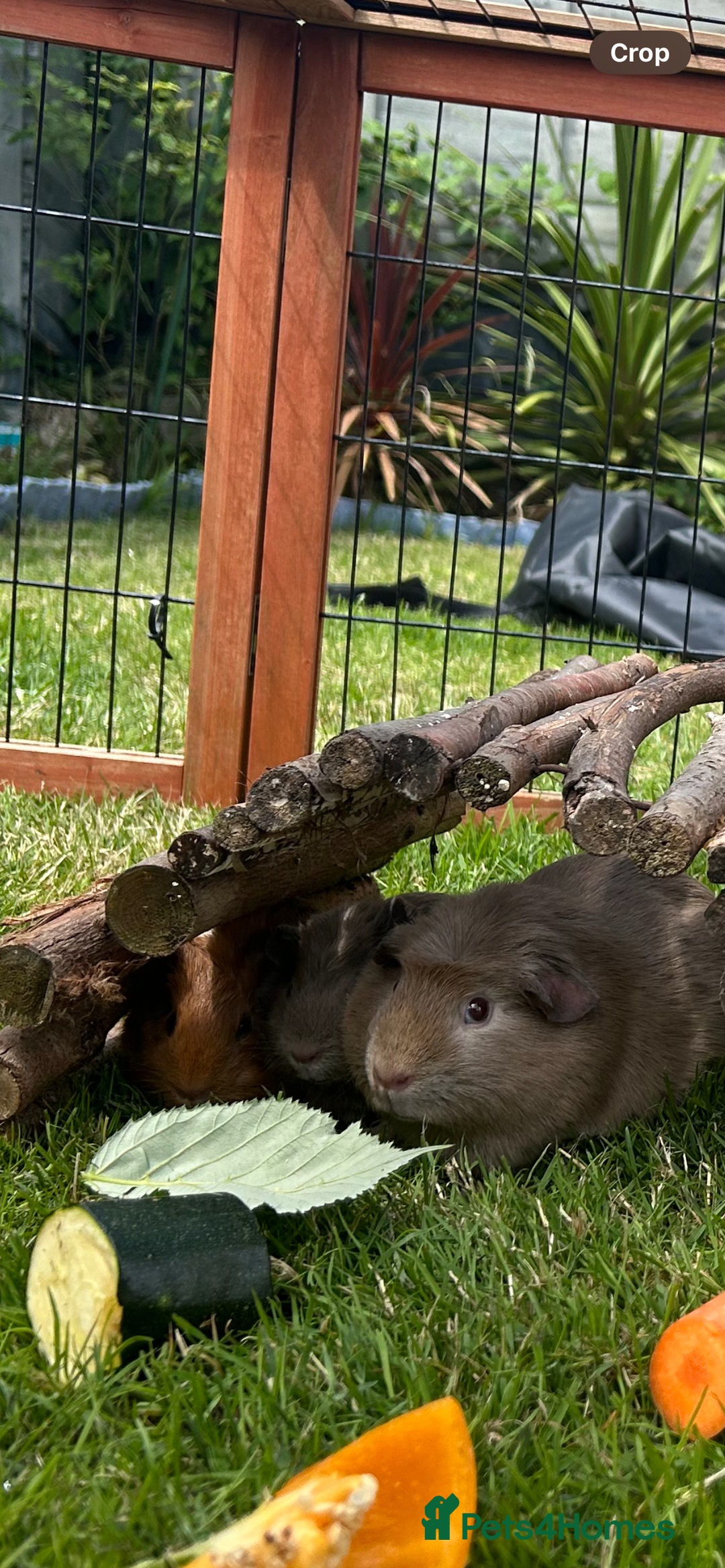 Guinea Pig rodents for sale: Female piggy for rehoming - Advert 2