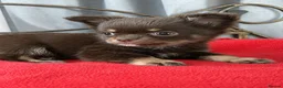 Chihuahua dogs for sale: Three beautiful chihuahuas in Northampton - Advert 7