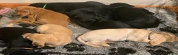 Labrador Retriever dogs for sale: 5 Labrador puppies 2 male 3 female - Advert 6