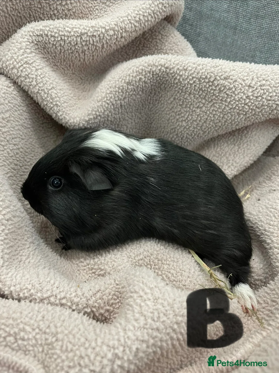Guinea Pig rodents for sale: Gorgeous Male Guinea Pigs, mixed breeds - Advert 2