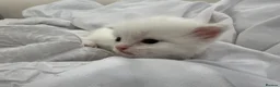 Ragdoll cats for sale: ❤️Beautiful Ragdoll Kittens❤️ in Brentwood - Advert 25