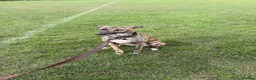 Whippet dogs for stud: Whippet For Stud in Darlington - Advert 5