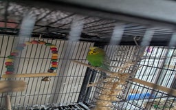 Cockatiels birds for sale: Cockateil and budgie with cage and accessories  - Image 4