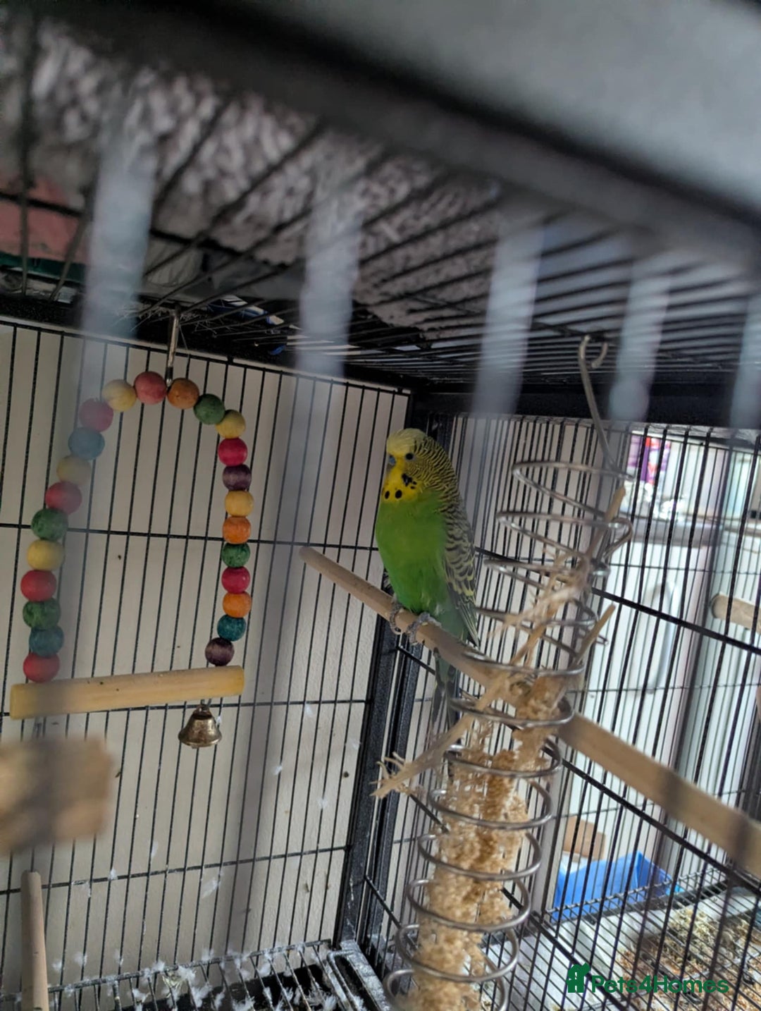 Cockatiels birds for sale: Cockateil and budgie with cage and accessories  - Image 4