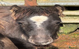 Irish Cob horses for sale: Super small, super quality mini coblets - Image 8