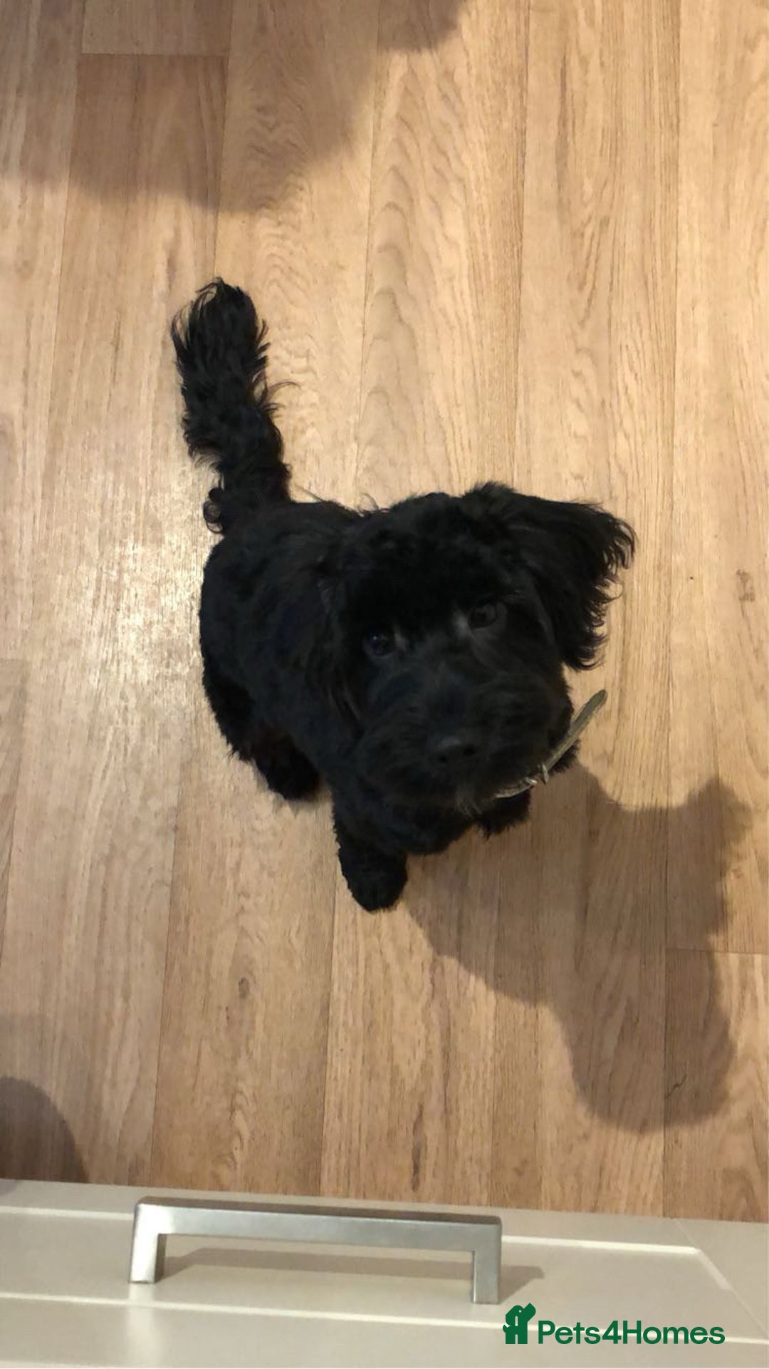 Cockapoo dogs for sale: Male cockapoo - Image 1