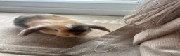 Mini Lop rabbits for sale: Mini lop Bunnies  - Advert 3