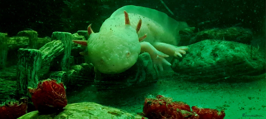 Axolotl reptiles for sale: Axolotls  - Image 30