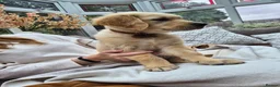 Golden Retriever dogs for sale: Golden Retriever puppies - Advert 30