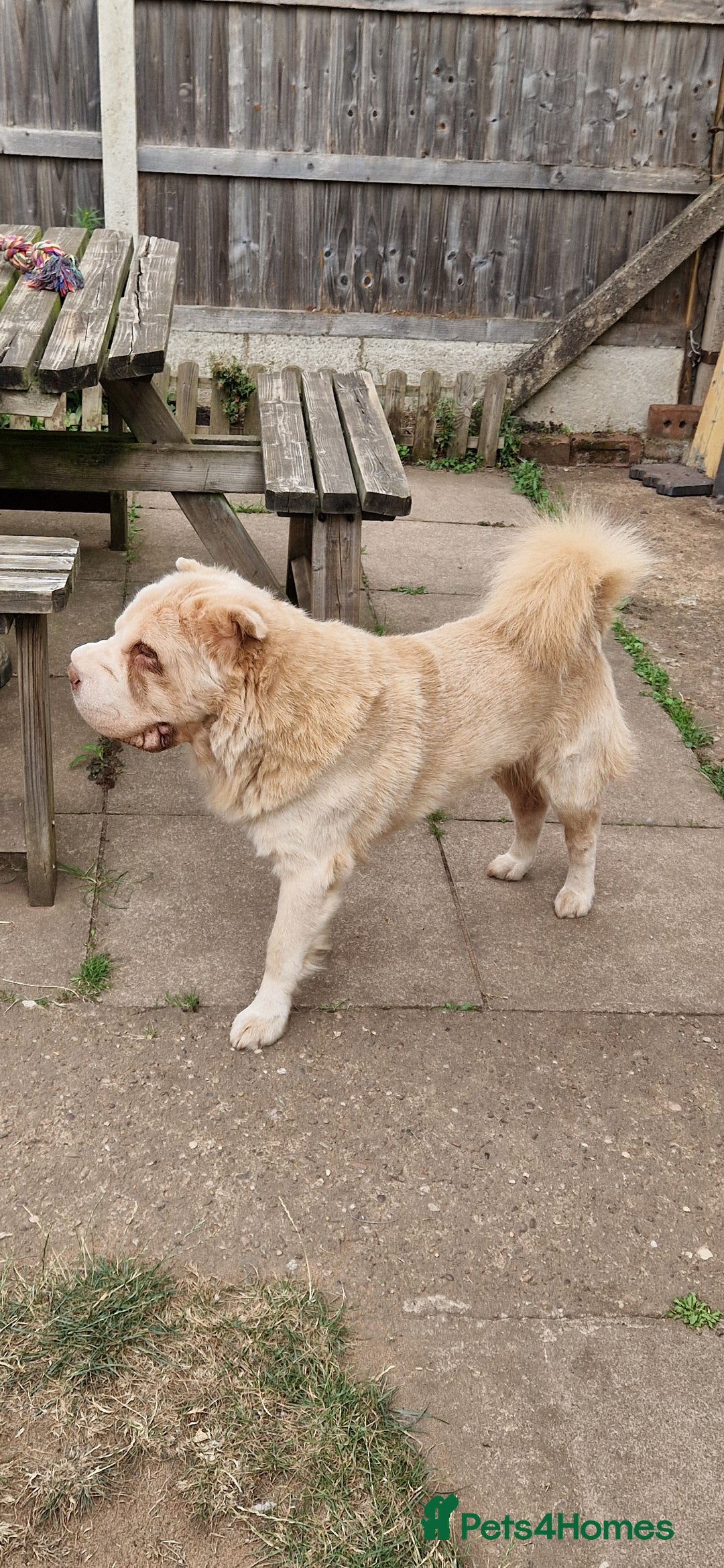 Shar Pei dogs for sale: Two Male Sharp pai dog's for sale 500 pounds each  - Image 1