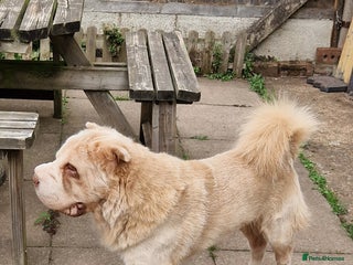 Shar Pei dogs - Advert 33