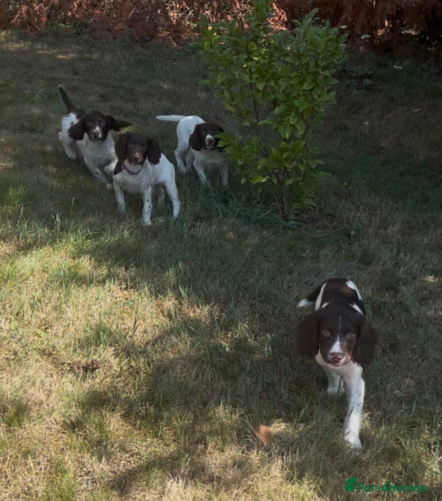 English Springer Spaniel dogs Gorgeous English Springer Spaniels  - Advert 2