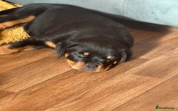 Rottweiler dogs for sale: Rottweiler KC reg - Image 3