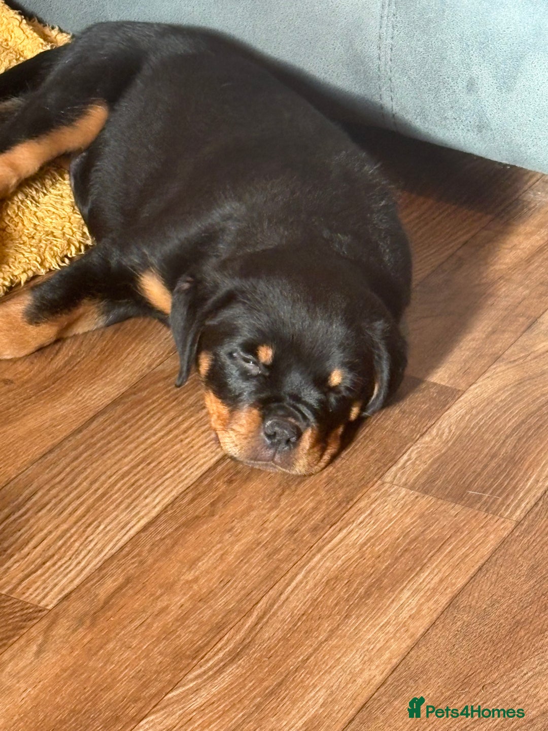 Rottweiler dogs for sale: Rottweiler KC reg - Image 3