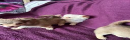 Chihuahua dogs for sale: Outstanding tiny tiny chichahua  - Advert 21