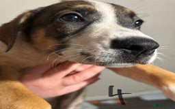 Mixed Breed dogs for sale: 8 week old German shepherd/ Labrador cross pups   - Image 9