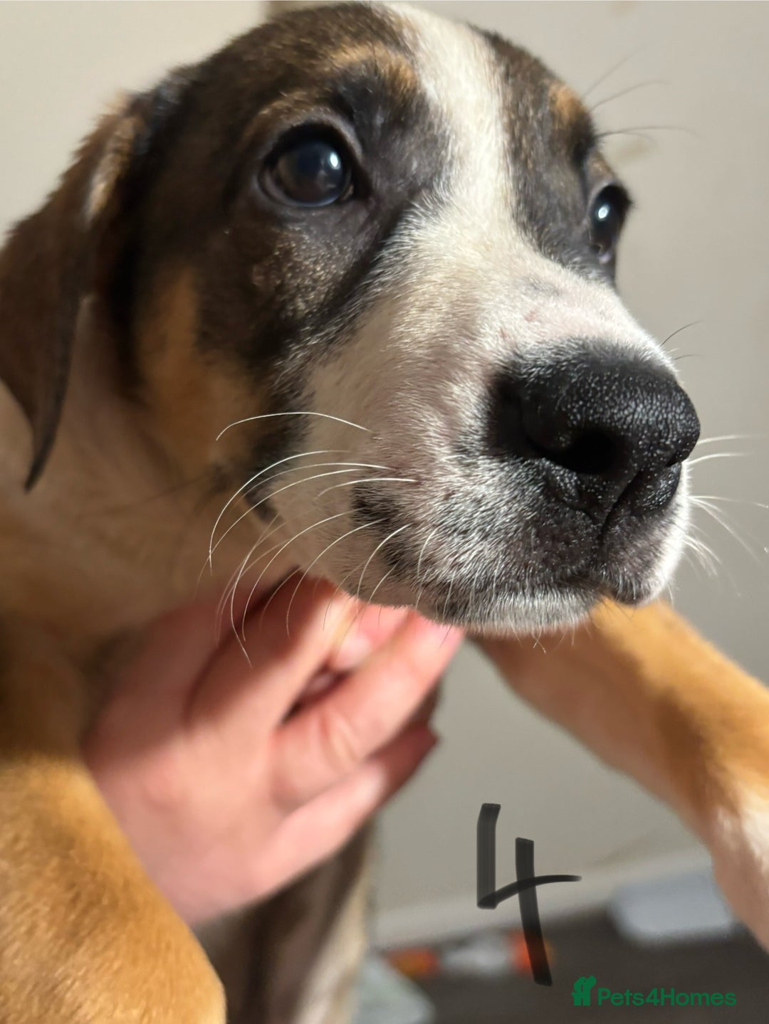 Mixed Breed dogs for sale: 8 week old German shepherd/ Labrador cross pups   - Image 9