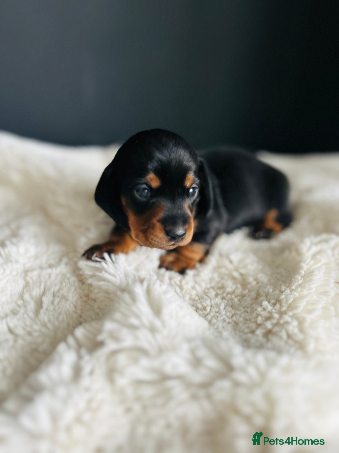 Miniature Dachshund dogs for sale: Smooth Hair Boys -5 star Breeder ⭐️⭐️⭐️⭐️⭐️ - Advert 1
